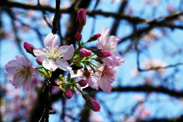 桃花源、三生的浪漫1642261