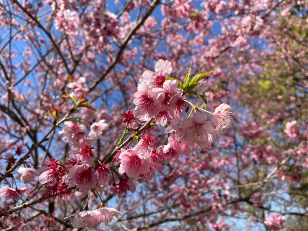 復興鄉悠然秘境櫻花🌸林野餐🧺2722988