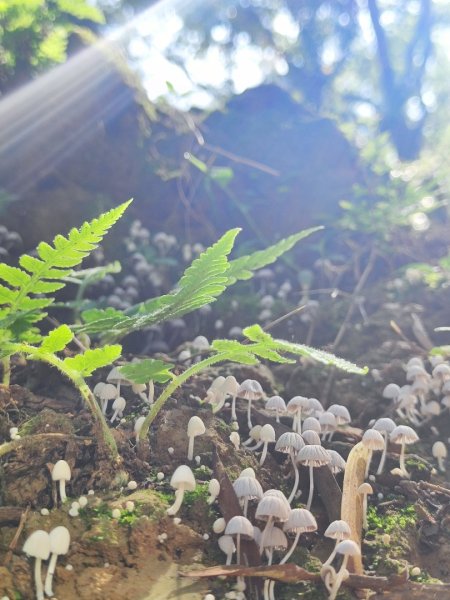 後花園散散步2855171