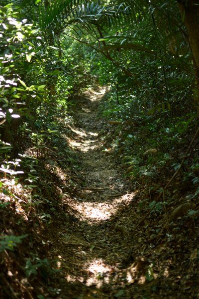 飛鳳山步道 (代勸堂上竹林路下)1886078