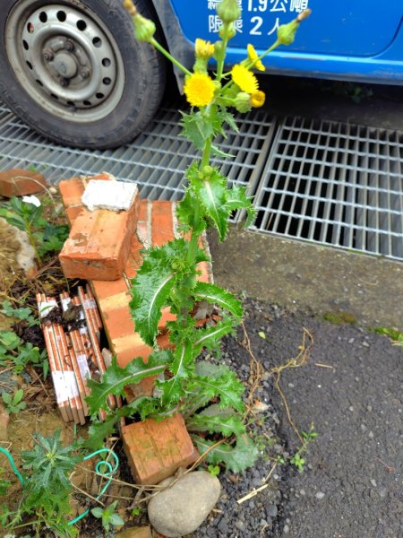 鳳鳴古道 鳳鳴山 南隘勇（南長城）古道 三湖山 八達嶺（龍骨）古道 綠色古道 延平古道2975148
