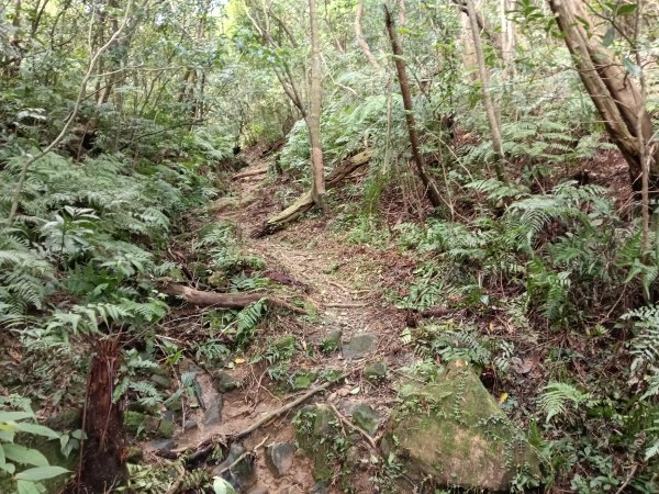 基隆市/萬里區界寮縱走之三界山+三界山西峰+開眼尖山+七分寮山+瑪七產道山泉水接水亭2979542
