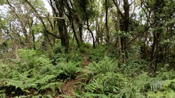石門區北海道場-九芎林西北峰-九芎林山-土地公嶺古道O型3119053