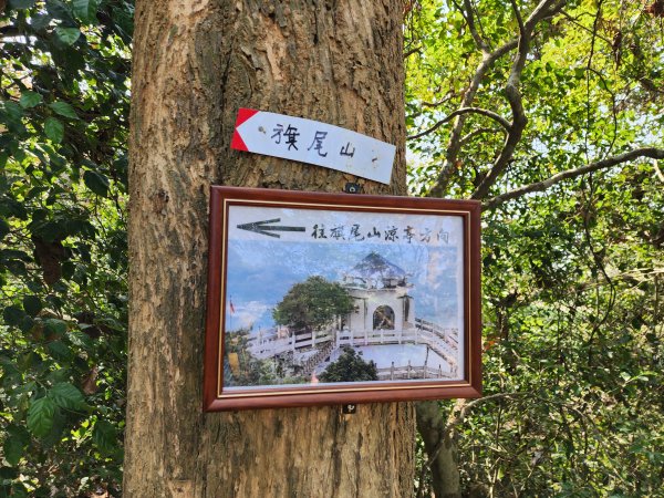 小百岳No.72⛰旗尾山3025193