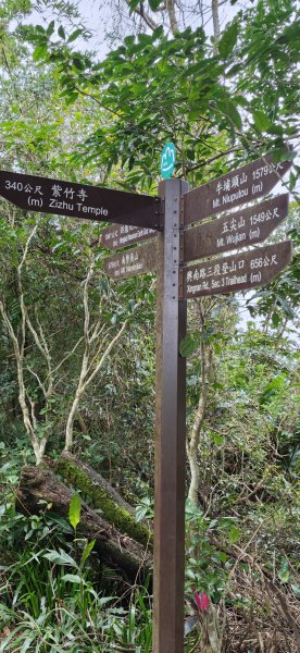 2026-0307 造鎮-文筆山-天華山-南勢角山-蘭花亭-牛伯伯3015880