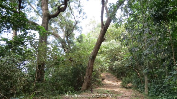 《南投》峰峰相連｜草屯九九峰森林步道O型202509062879276