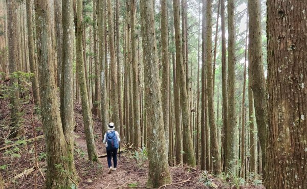 【中級山】來過一次，你不會忘記它的名字，新竹油羅山2743751