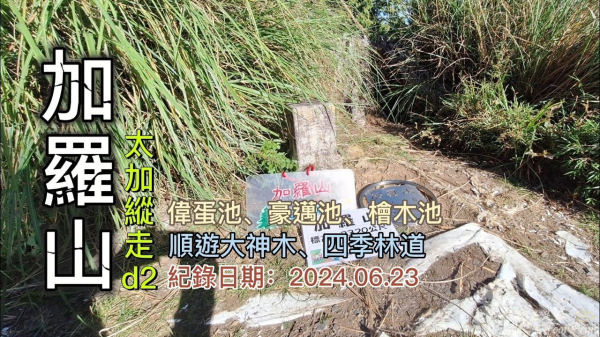 加羅山,太加縱走d2,順遊四季神木與四季林道,仙女的珍珠.偉蛋池、豪邁池、檜木池、撤退池