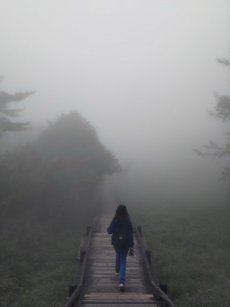 【新竹縣五峰鄉】雲霧步道2833757