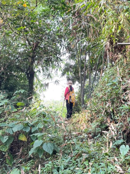 古坑地母廟走荷苞山(登山步道)訪小溪子山2946720