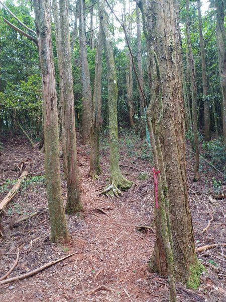 【台中和平】筆直的杉林.林相優美。 橫嶺山x沙連山P型2869044