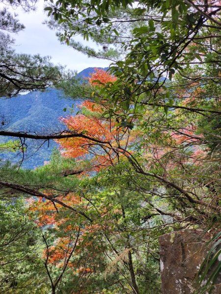2025.11.30 谷關七雄 No.4 波津加山，不給休的蜂2952141