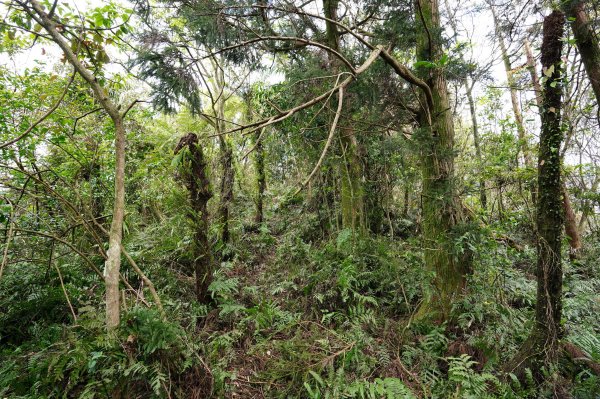 新北 烏來 大桶山、火燒樟山2728801