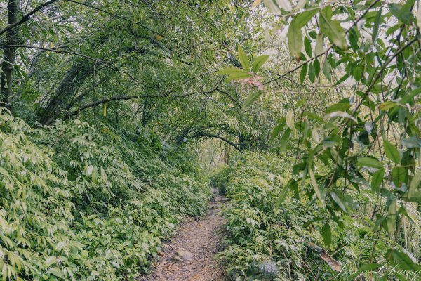 [新北]二格山2730200