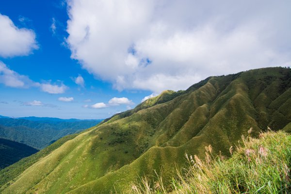 抹茶山1508474