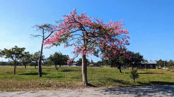 十三行博物館,八里左岸2357634