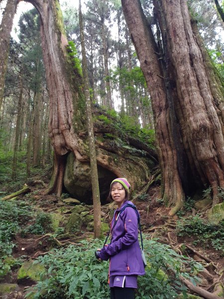 二萬平山抱石夫妻神木20191019718575