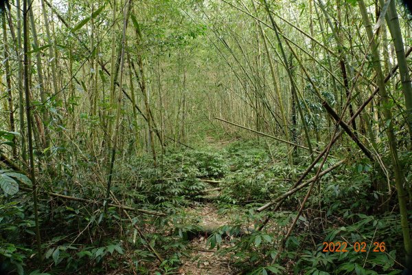 嘉義 阿里山 卓武山1623081