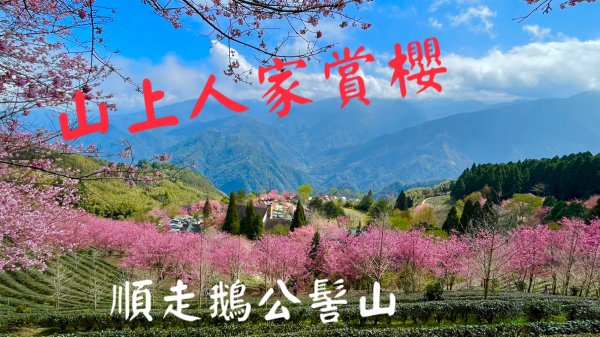 山上人家賞櫻順走鵝公髻山