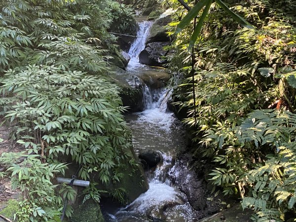 2025微笑山線大縱走尋寶集章任務-Ep.04【天上山系】望月亭桐花段｜石門內尖山東峰 ×石門內尖山2979078