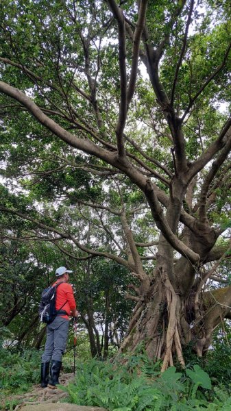 龜山五連星+大棟山O型2785149