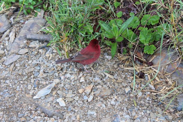 20200625南投合歡主峰1020305