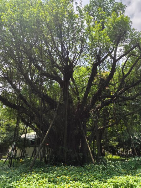 大港墘公園、大安森林公園、大稻埕、天母【走路趣尋寶】【臺北健走趣】2554246