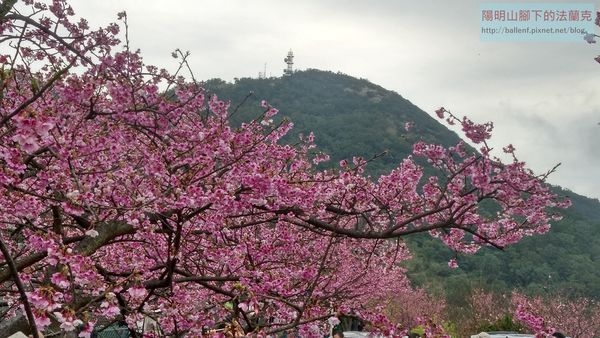 【台北市】故宮博物院-狗殷勤古道-平菁街賞櫻-大崎頭步道