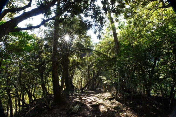 台中 和平 南松鶴山、八仙山、東松鶴山2877942