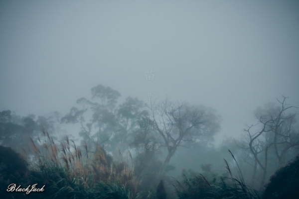三義霧の森260902