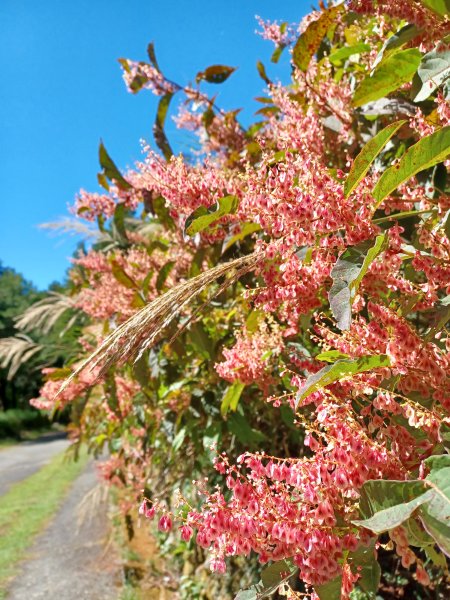【台中和平】雪山神木步道x小雪山天池步道2933117