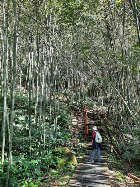 《嘉義》靜謐森林｜迷糊步道+福山古道202101231245450