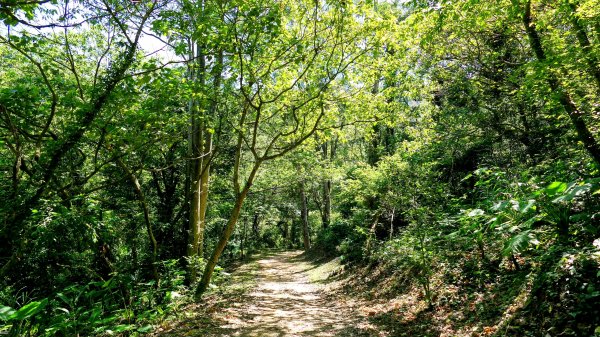 三汀山,苗圃,蝙蝠洞2787350