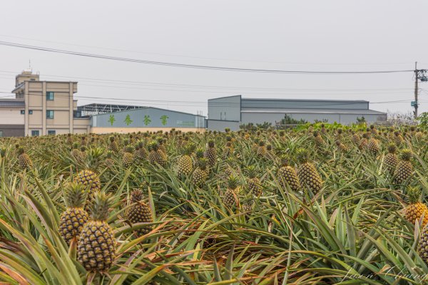 [南投]松柏坑山2683272