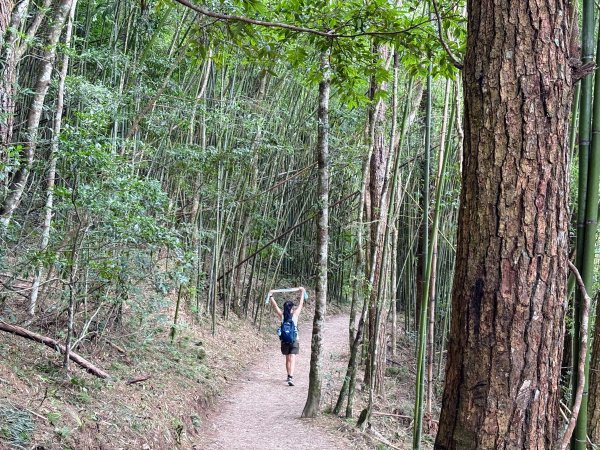 司馬庫斯巨木群登山步道2862141
