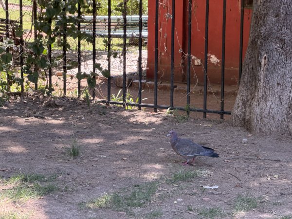 [紐約馬之行-59] 2025_1114 卡洛斯·泰斯植物園-上2953912