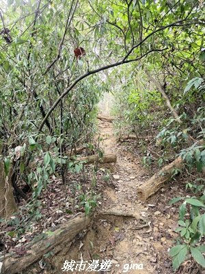 【屏東來義】小百岳棚集山x棚集下山O 繞3013076