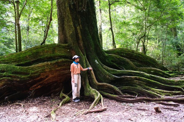 雪見大板根2924695