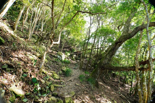 苗栗 泰安 虎山3118671
