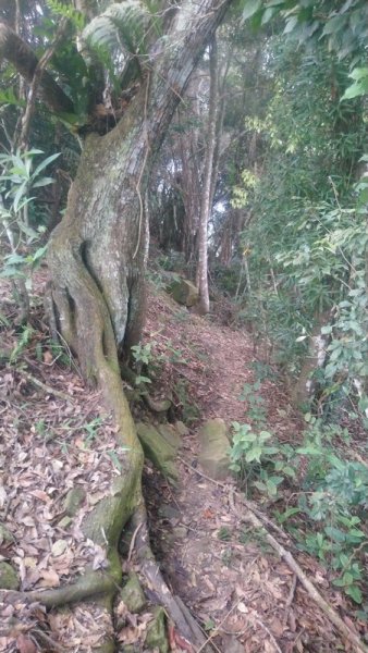 黃藤多到不行的大橫屏山1857740