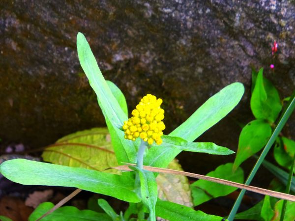 坪頂古圳春遊趣114482