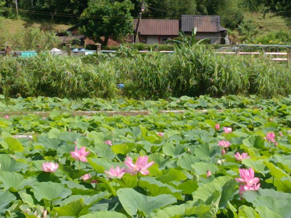 雙溪區彎穹夏日荷影2806538