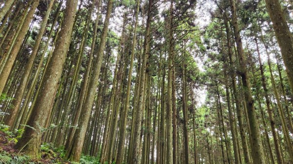 【中級山】有一種美，令人不想回家，新竹鵝公髻山2744656