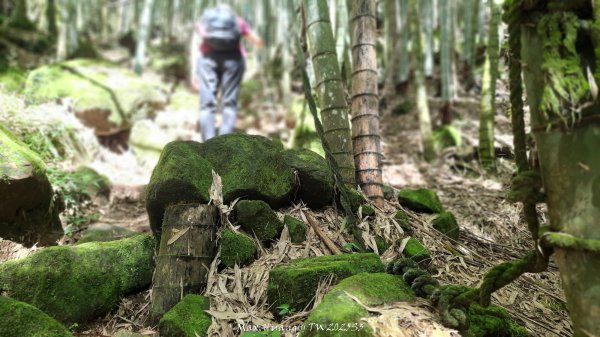 《南投》溪頭三秀｜溪頭山竹崙山志騰山O繞樟仔林林道202509212893446