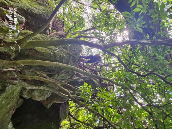 20251117新竹內灣三山四峰(內灣山.麥樹仁山南峰.麥樹仁山.白石湖山)2939899