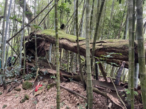 大湖尖山、天雲山，文峰山O型縱走1740167