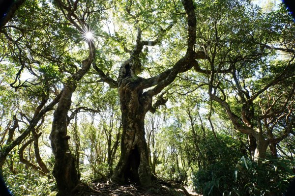 新竹 尖石 內鳥嘴山2899177