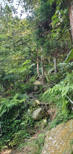 2021-08-21仙山登山步道1442779