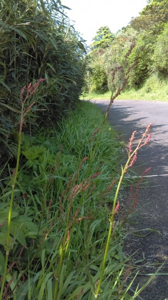 【臺北大縱走2】大屯山主峰、南峰、西峰914094