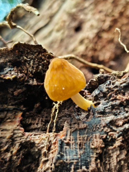 貴妃那結P 型縱走11310122621961